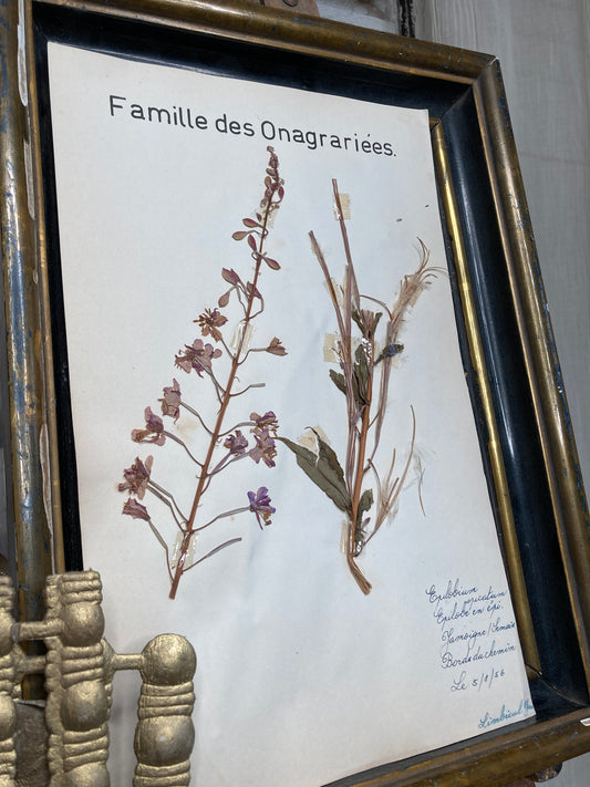 Herbier Famille des Onagraries