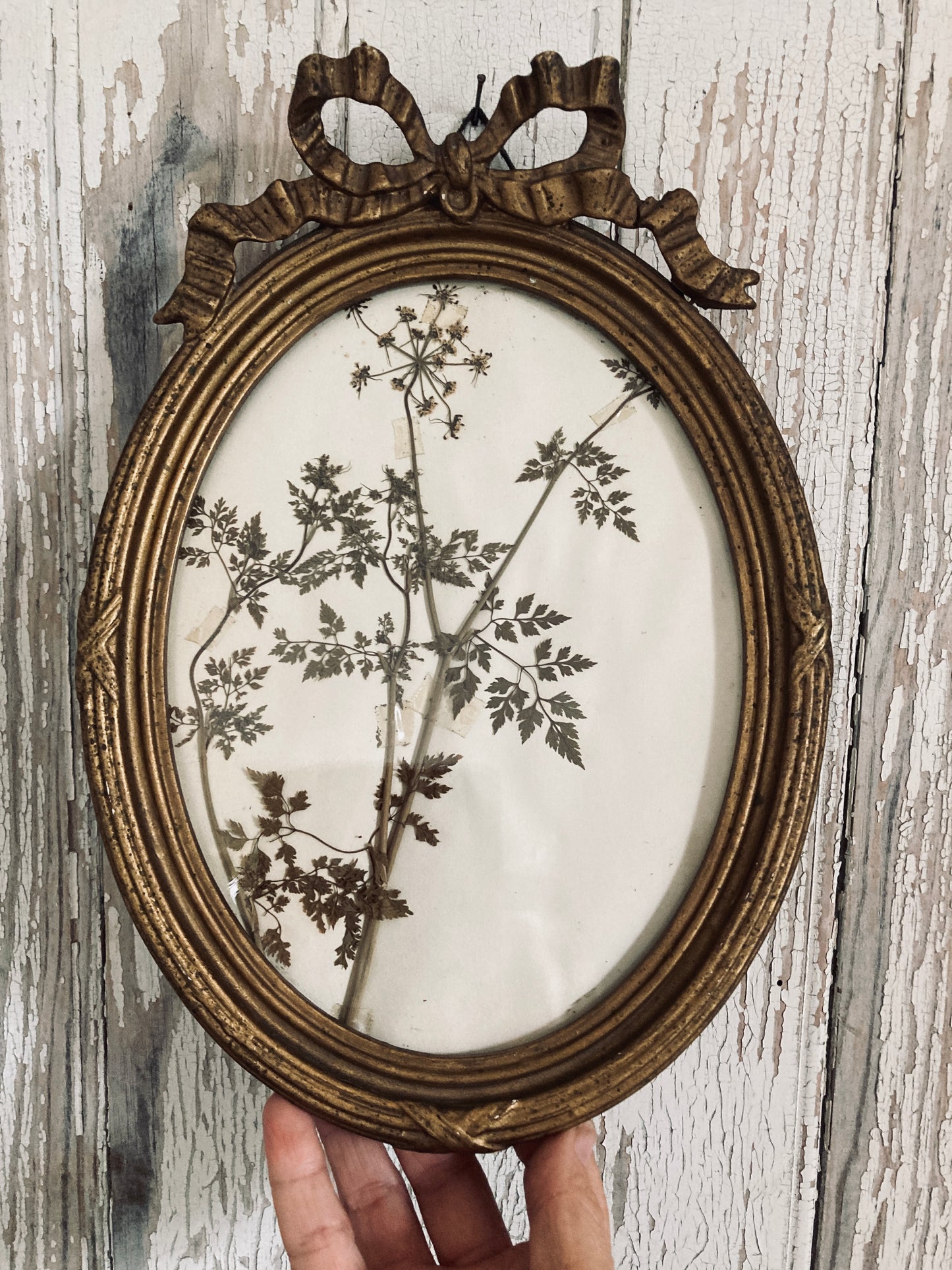 Nineteenth century french frame/ herbier