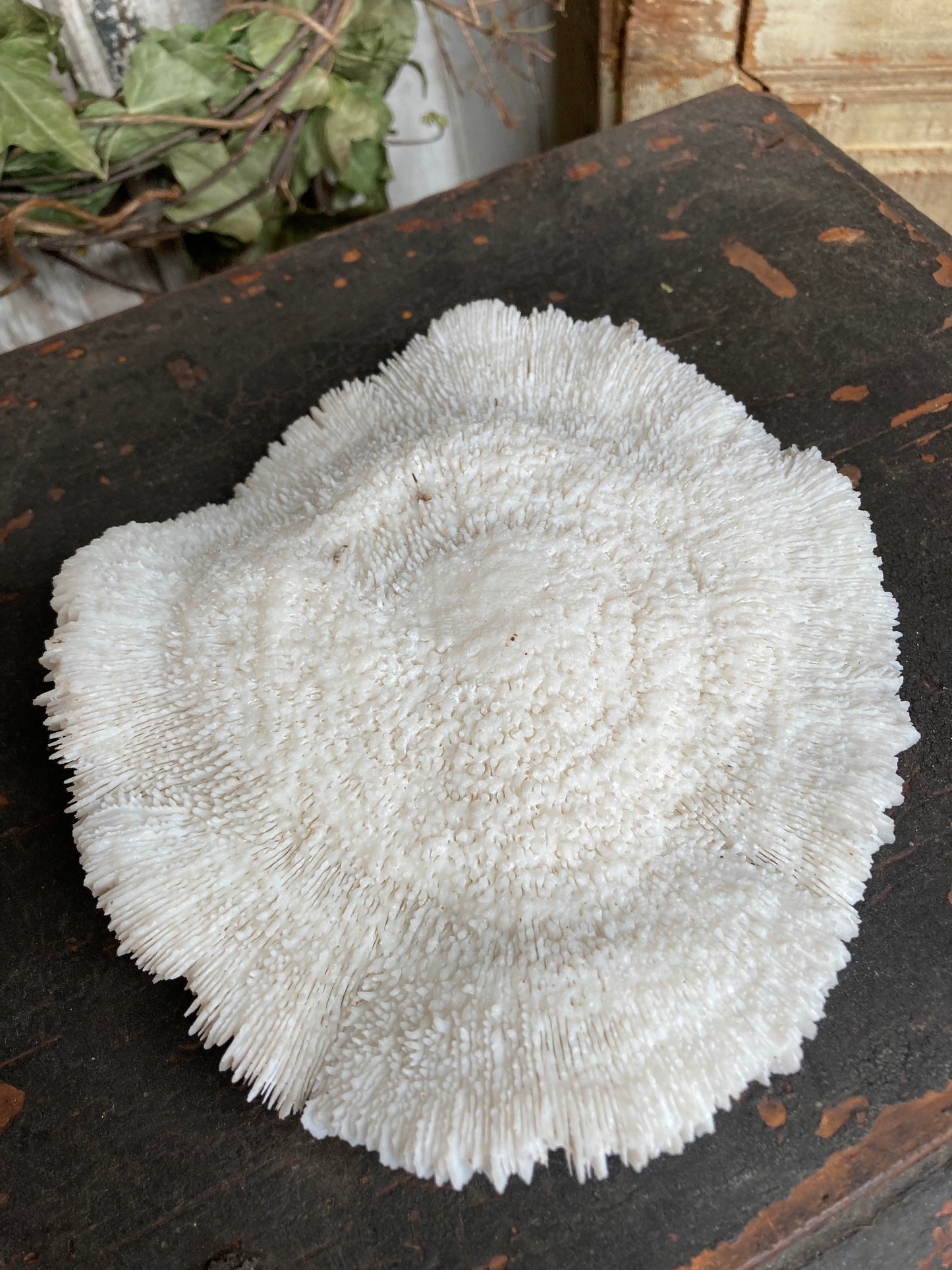 Mushroom coral
