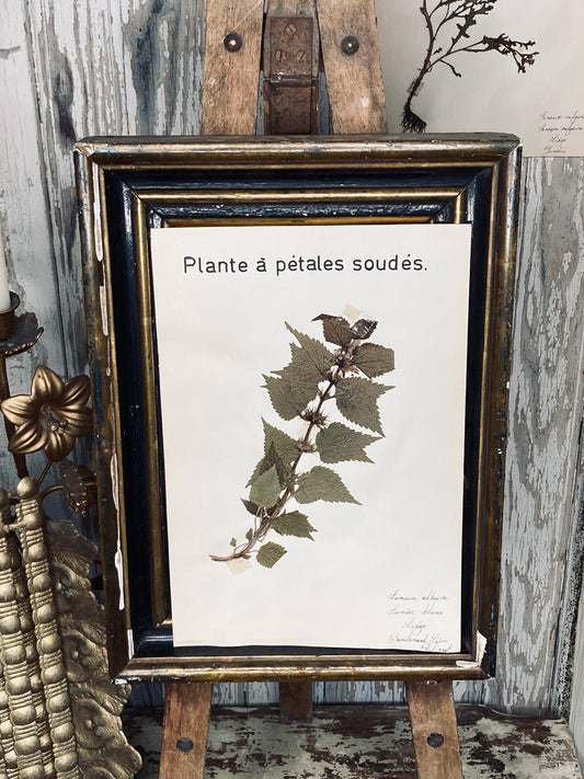 Herbier lamium album