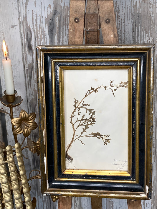 Herbier