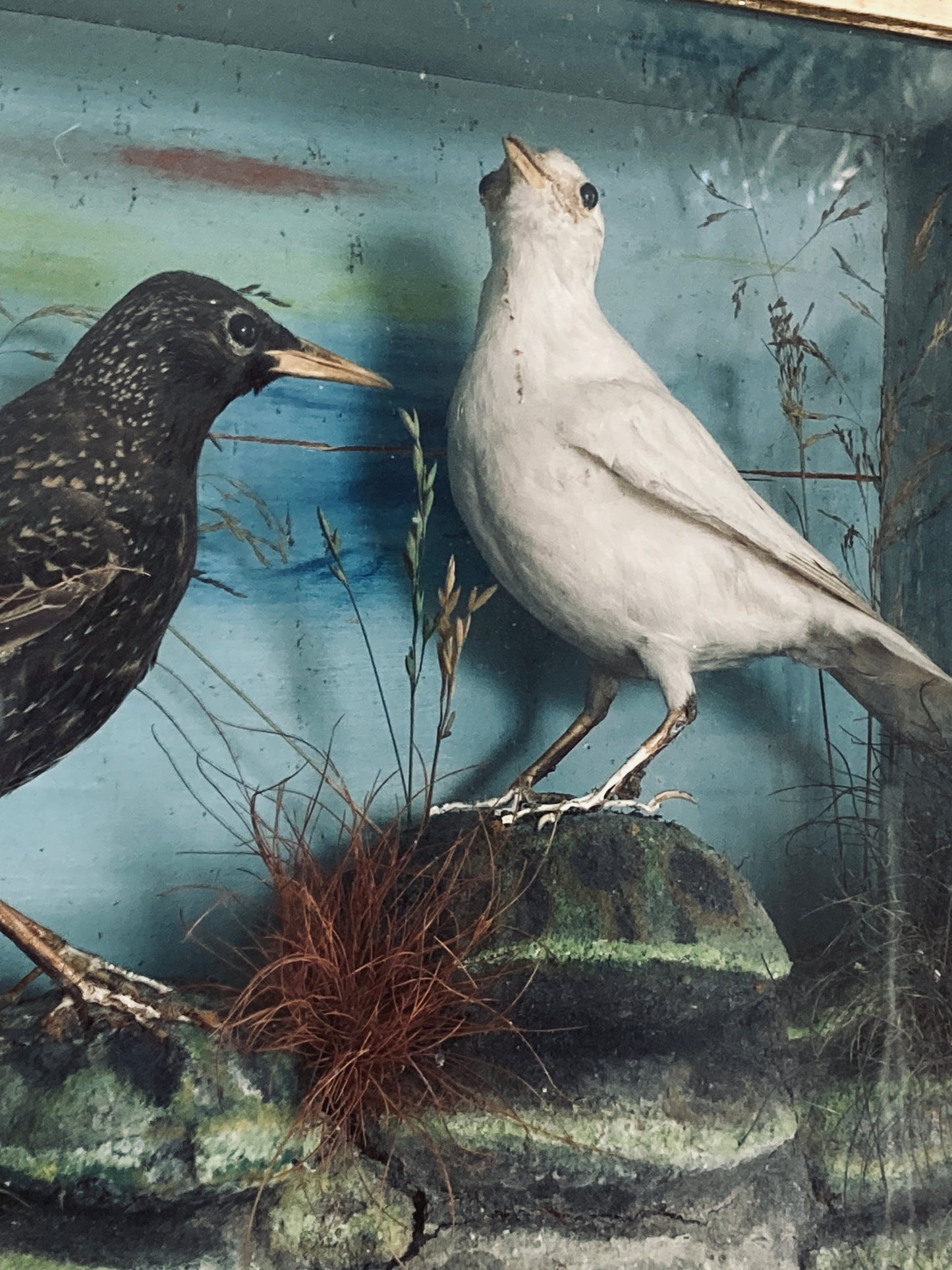 Victorian cased birds