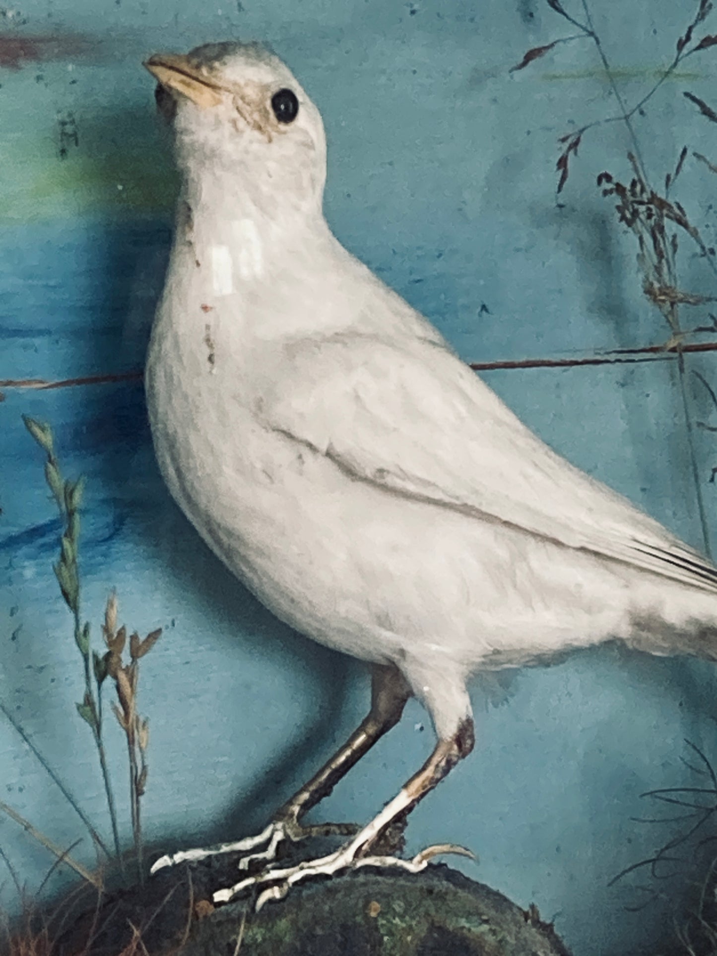 Victorian cased birds