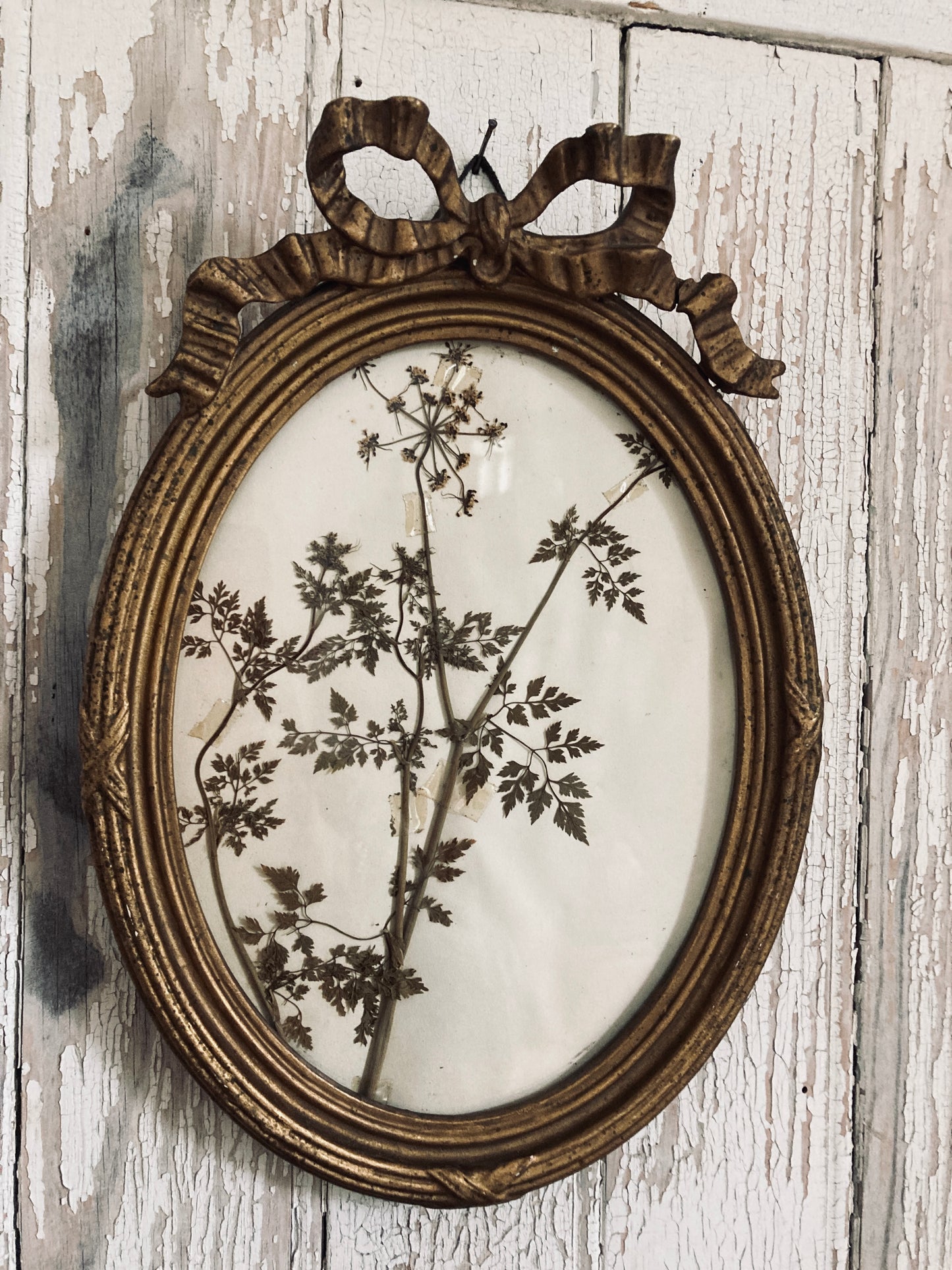 Nineteenth century french frame/ herbier