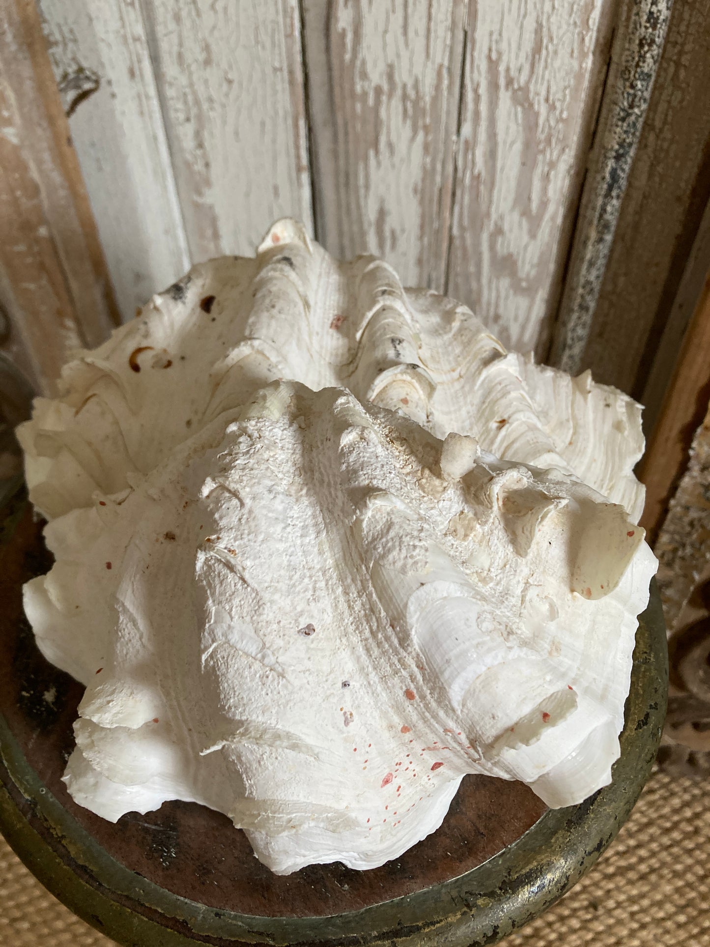 Two large half frilly clam shells
