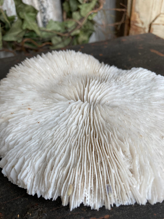 Mushroom coral