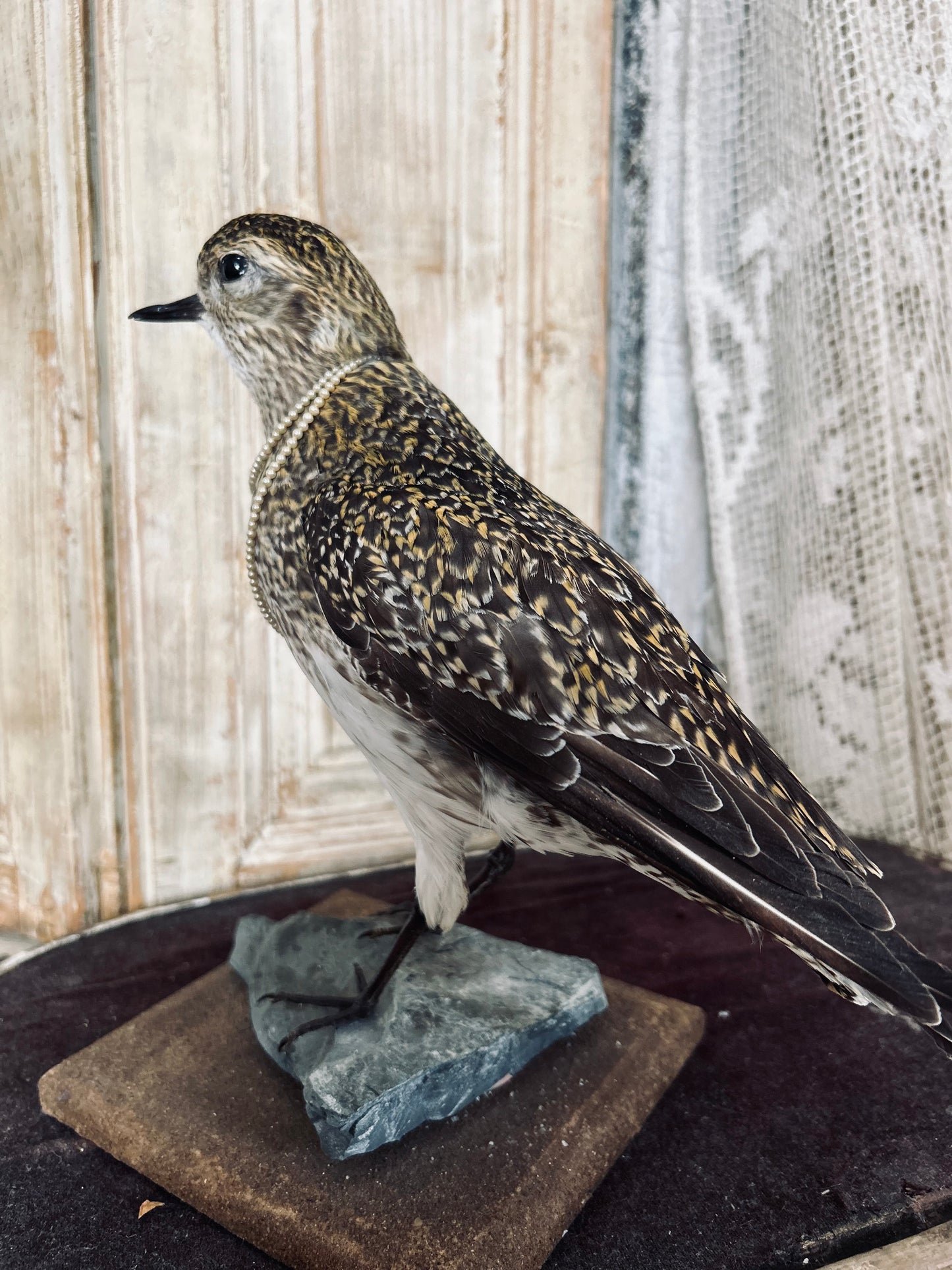Taxidermy golden plover.