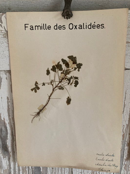 Herbier Famille des Oxalidees