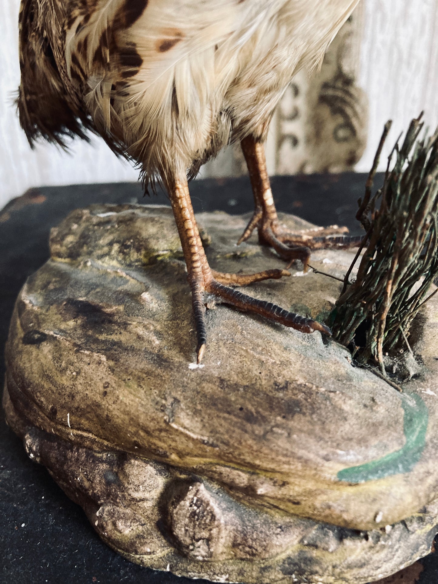 French Taxidermy