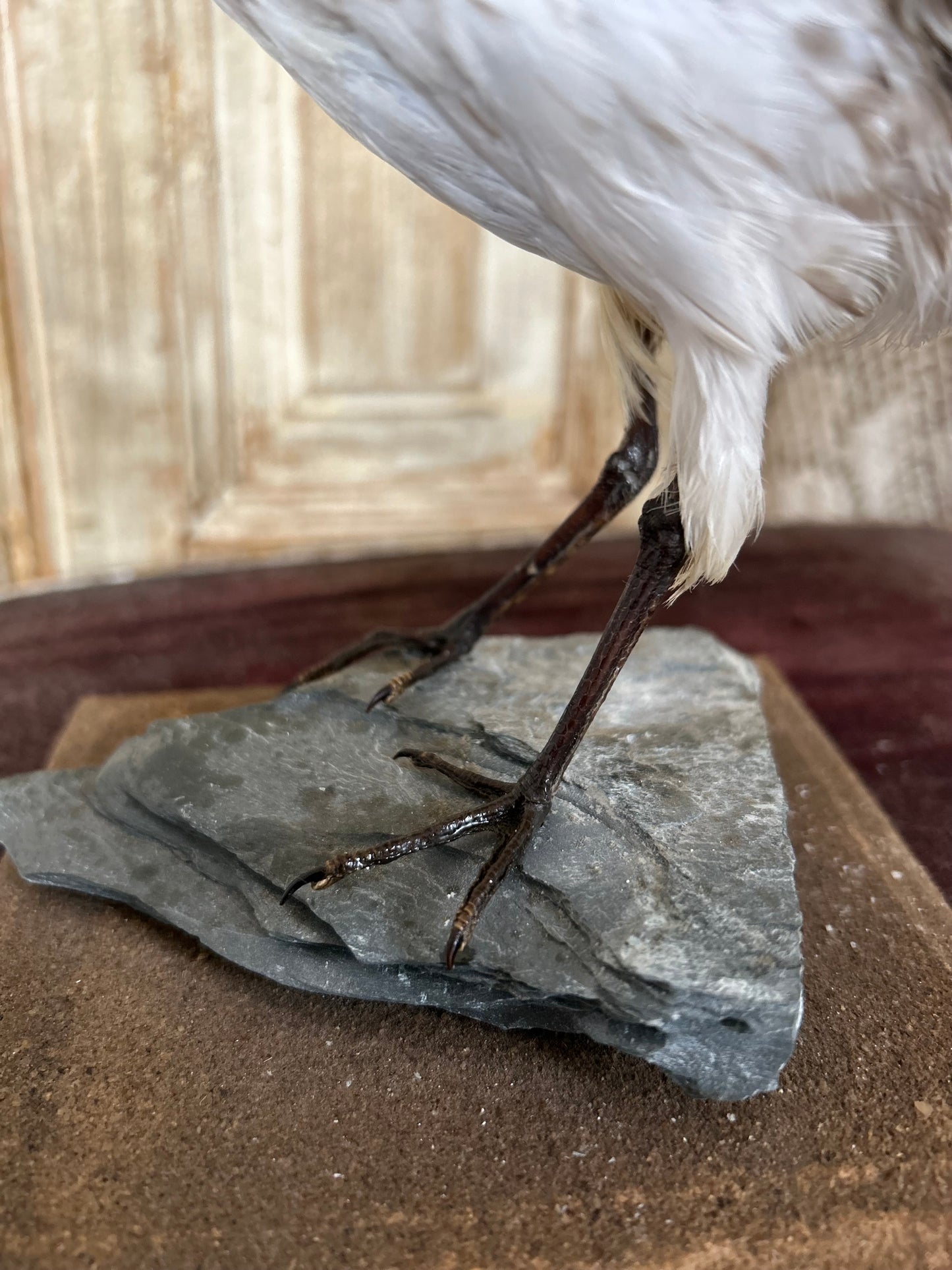 Taxidermy golden plover.