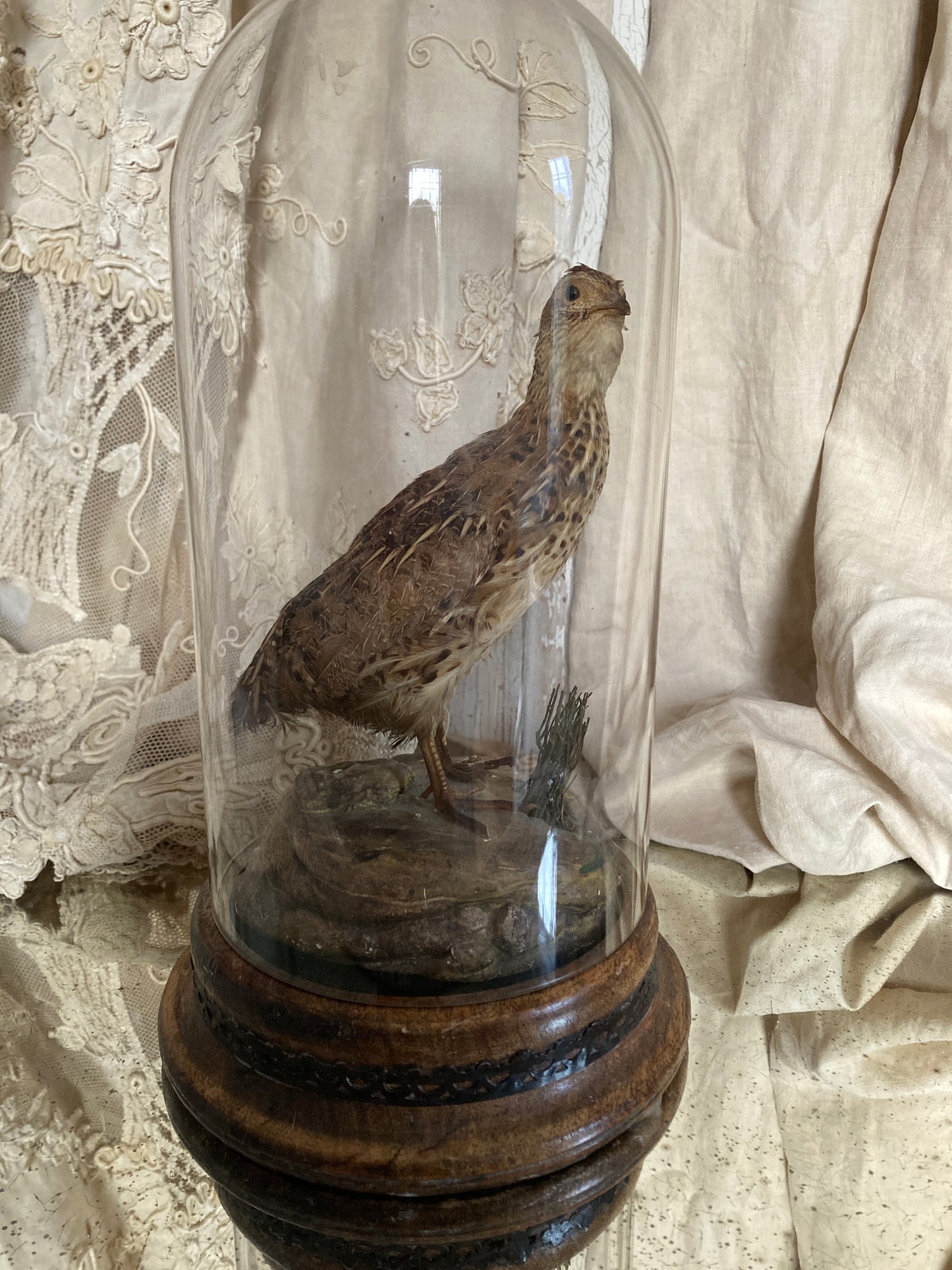 French Taxidermy bird