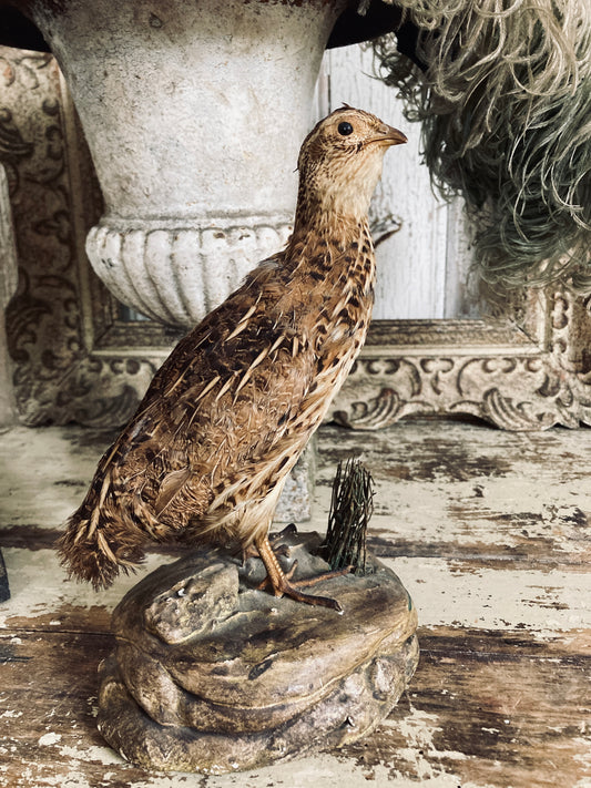 French Taxidermy