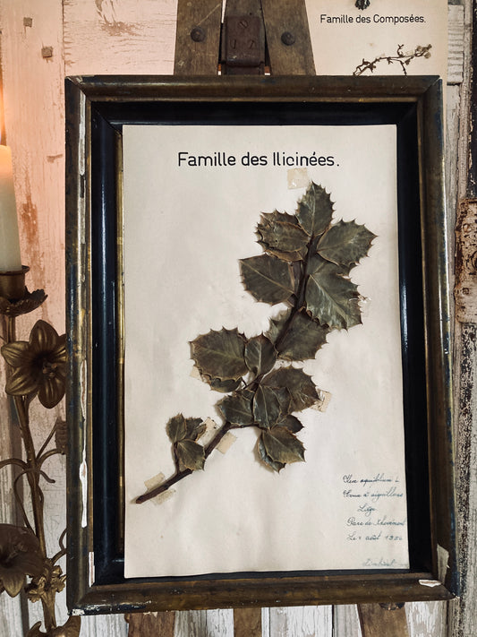 Herbier Illicinees Family