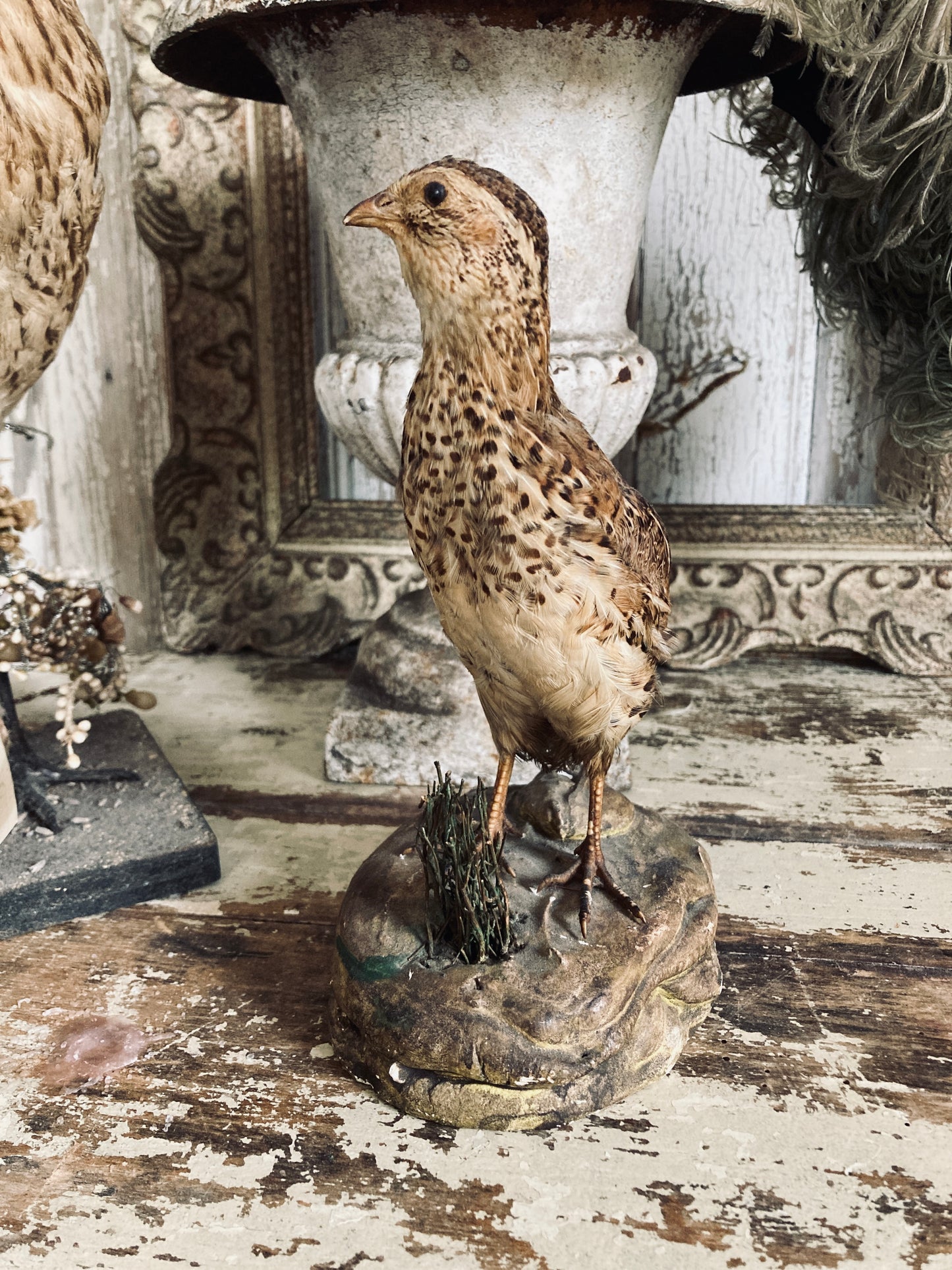 French Taxidermy