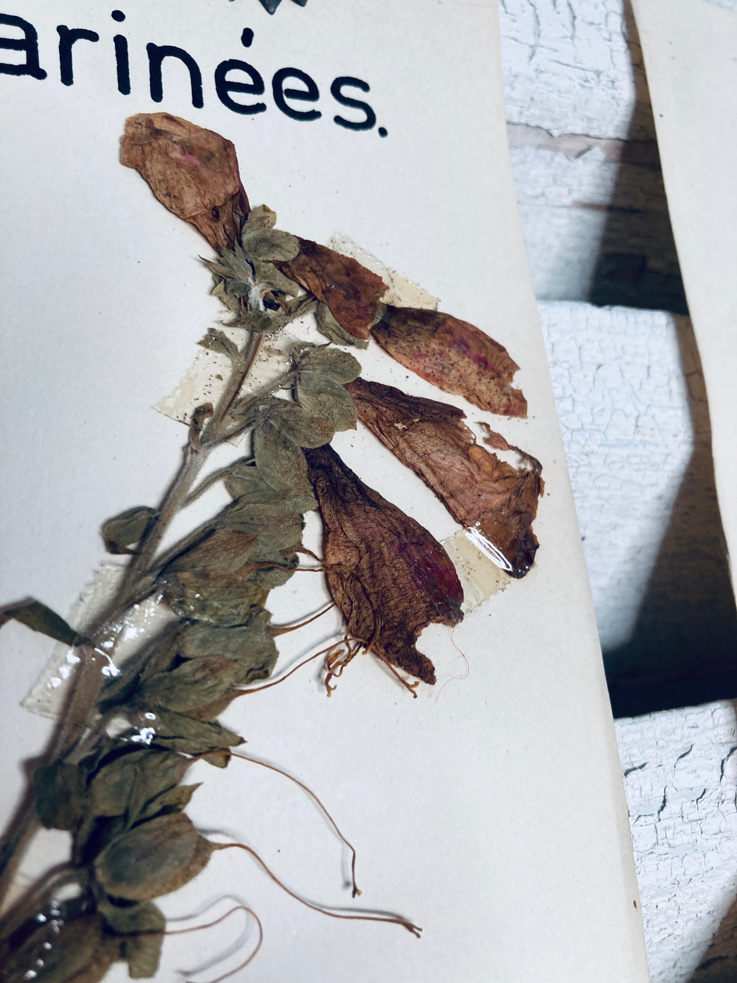 Herbier Digitalis Purpurea