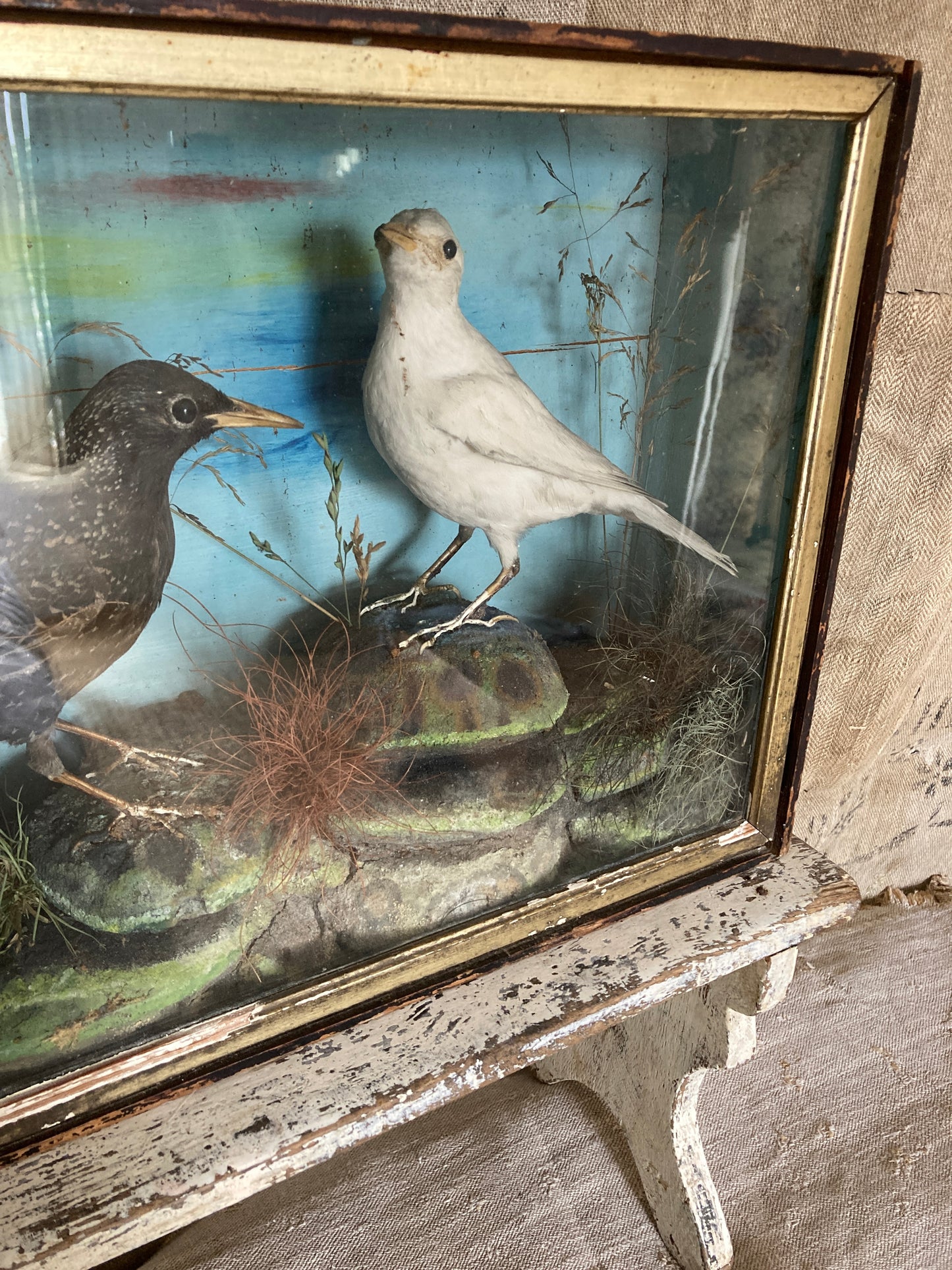Victorian cased birds