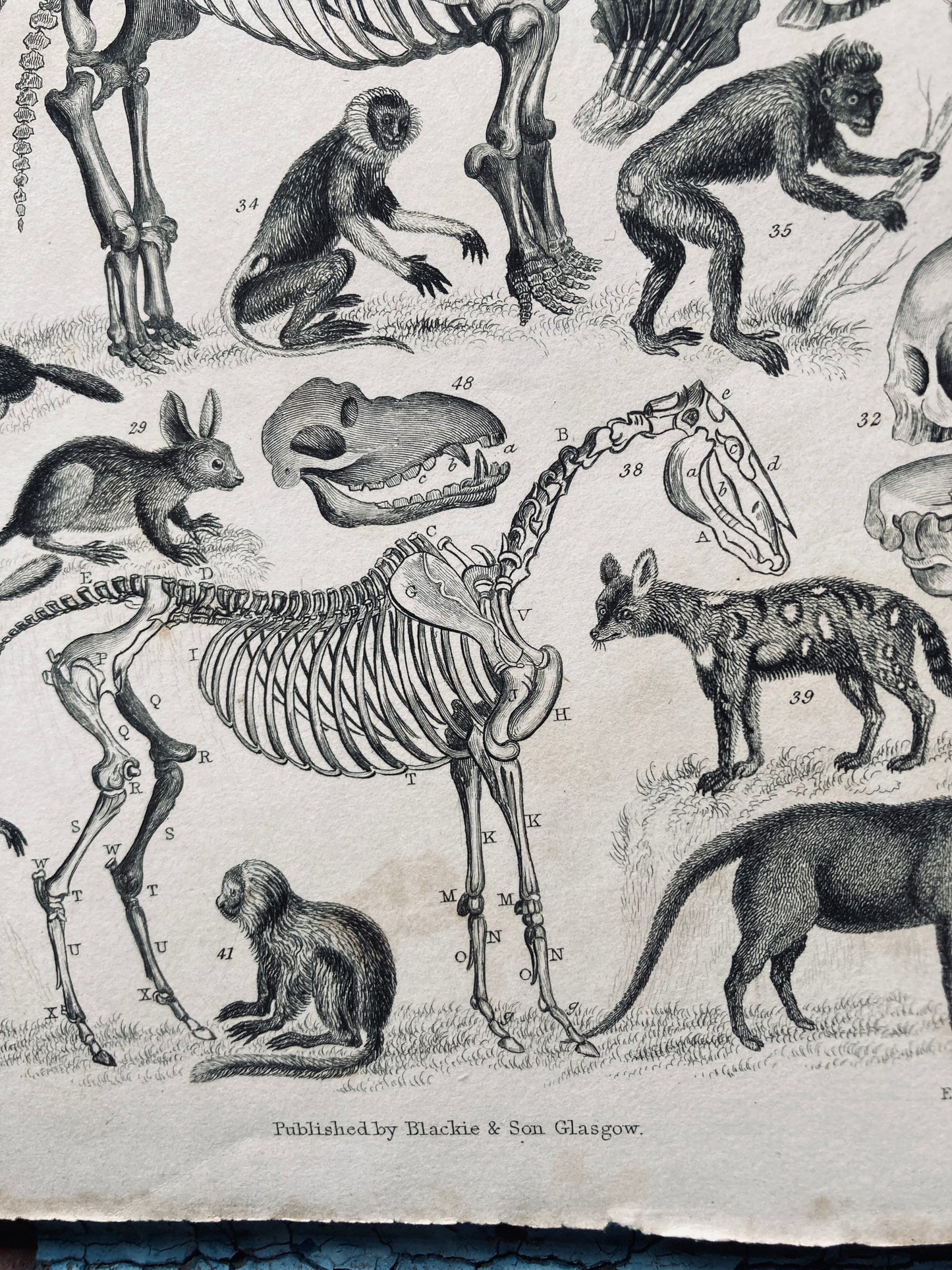 Mammalia plate / engraving.