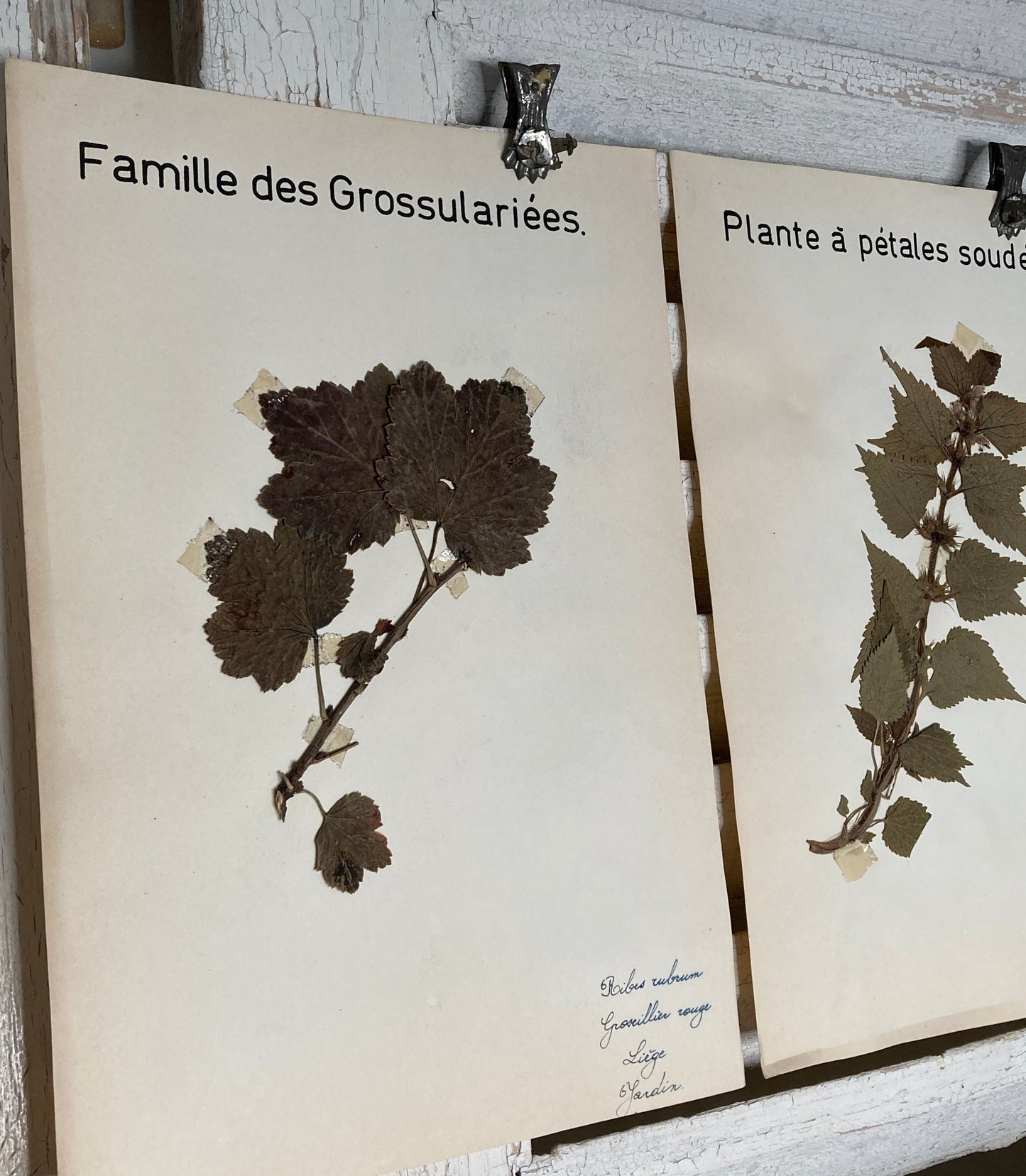 Herbier Famille des Grossulariees