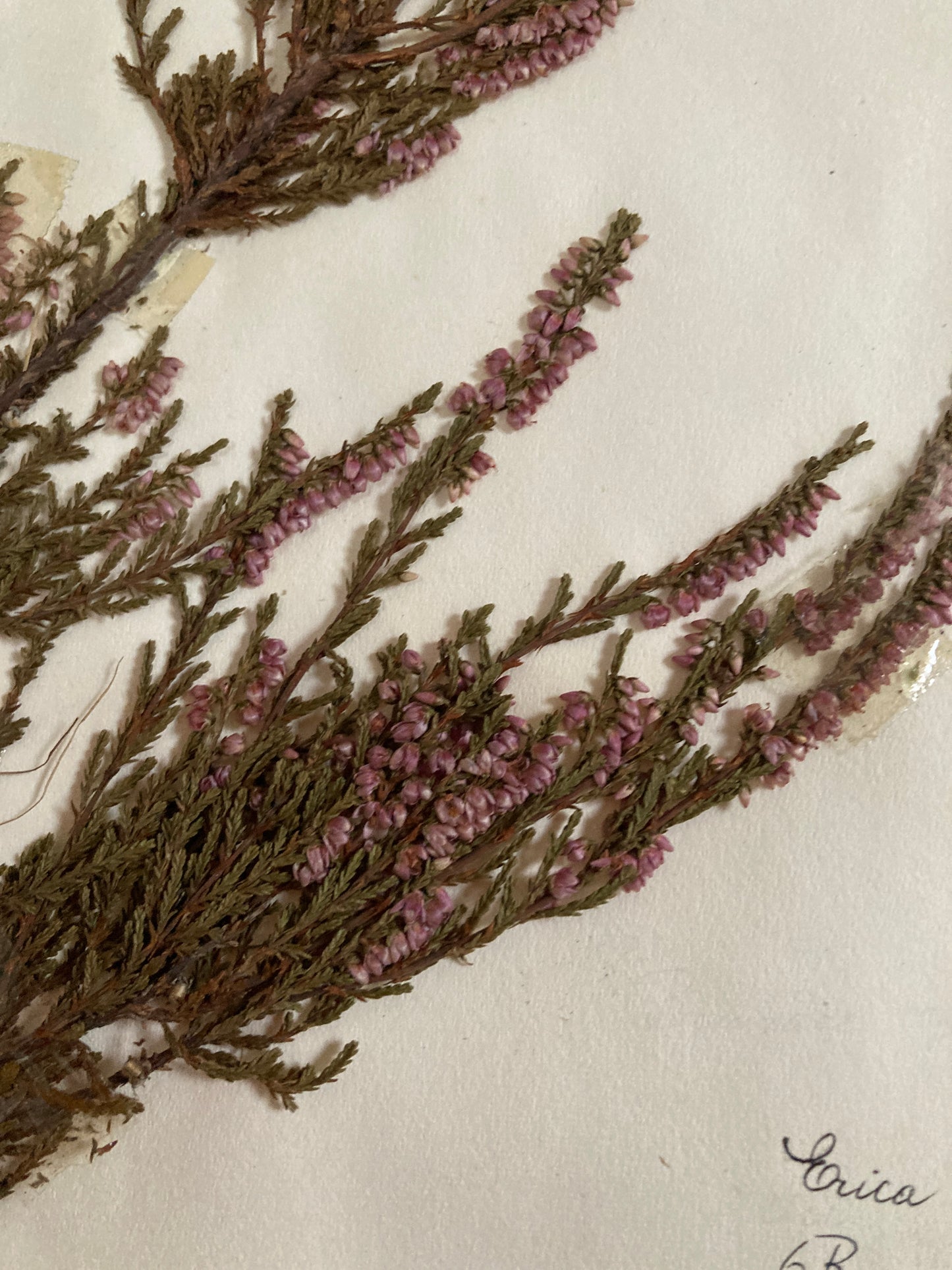 Herbier Famille des Ericinees